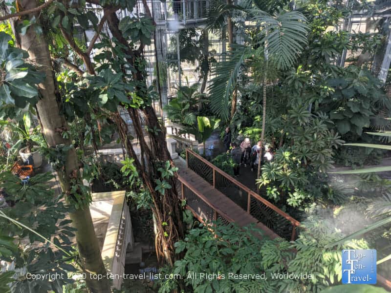 Lush plant life at the US Botanical Gardens in DC