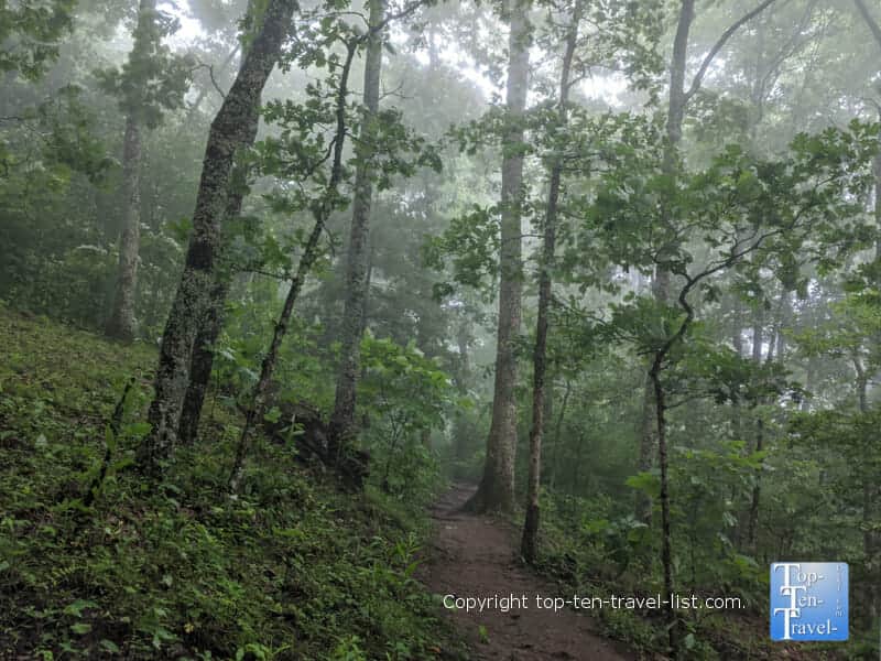Misty forest views on the Bear Wallow Mountain hike in North Carolina