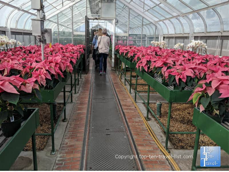 Pink poinsettias for A Longwood Christmas in Pennsylvania 