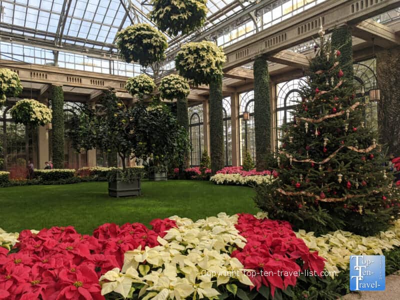 Poinsettia Christmas display at Longwood Gardens in Pennsylvania 