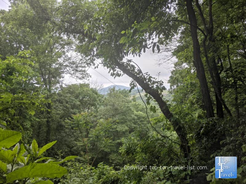 Greenery along the Bear Wallow Mountain trail in North Carolina