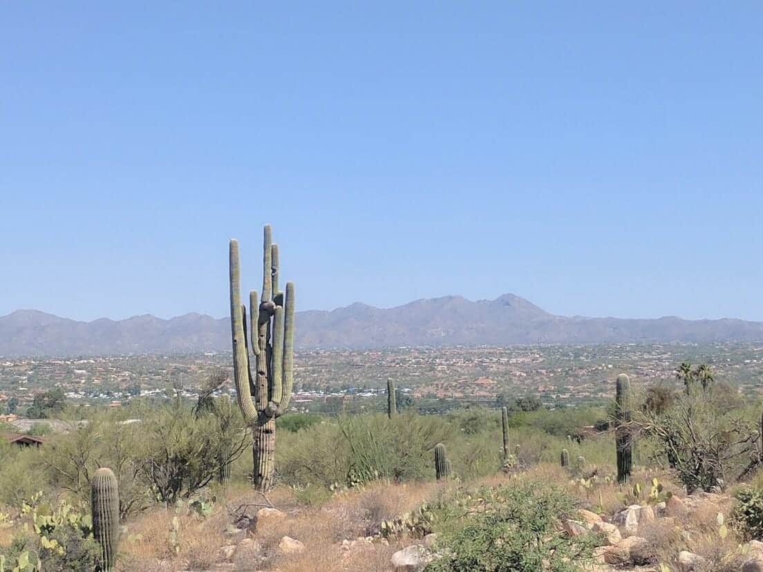 Scenic cacti and mountain views at Tohono Chul Gardens in Tucson, Arizona
