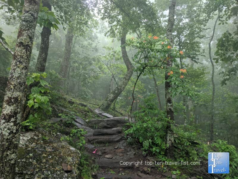 Misty forest scenery on the Bear Wallow trail in North Carolina