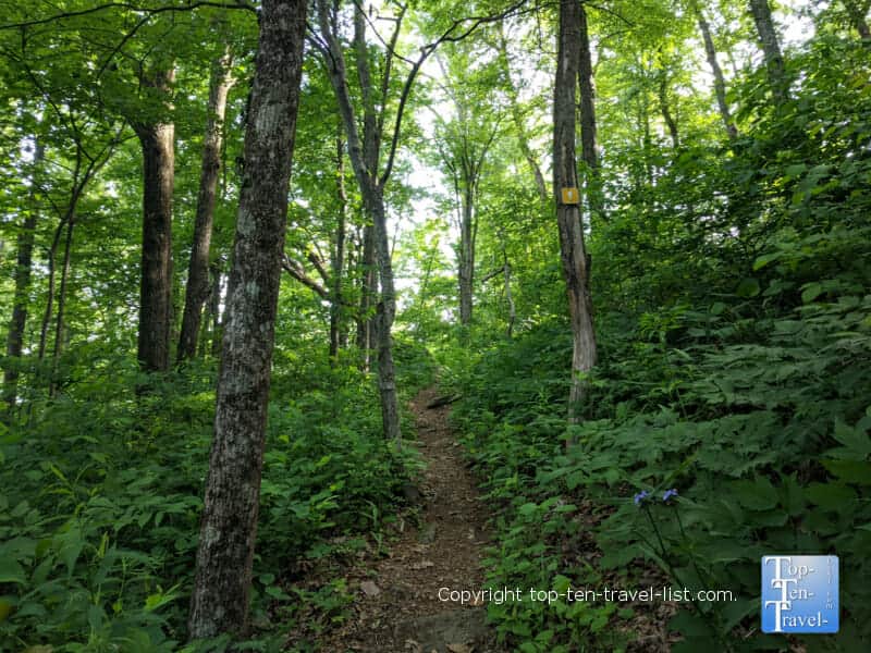 Yellow trail at Jump Off Rock park in Western North Carolina 
