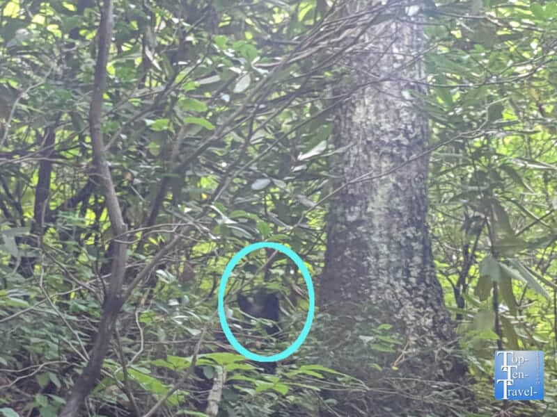 Bear cub sighting along the Laurel Falls trail in the Smoky Mountains National Park in Tennessee 