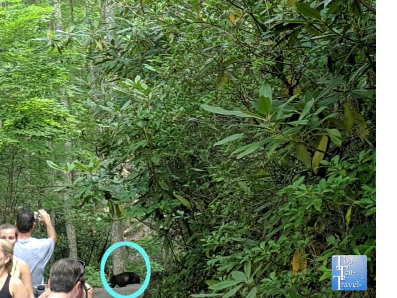 Black bear sighting on the Laurel Falls trail in Gatlinburg, Tennessee