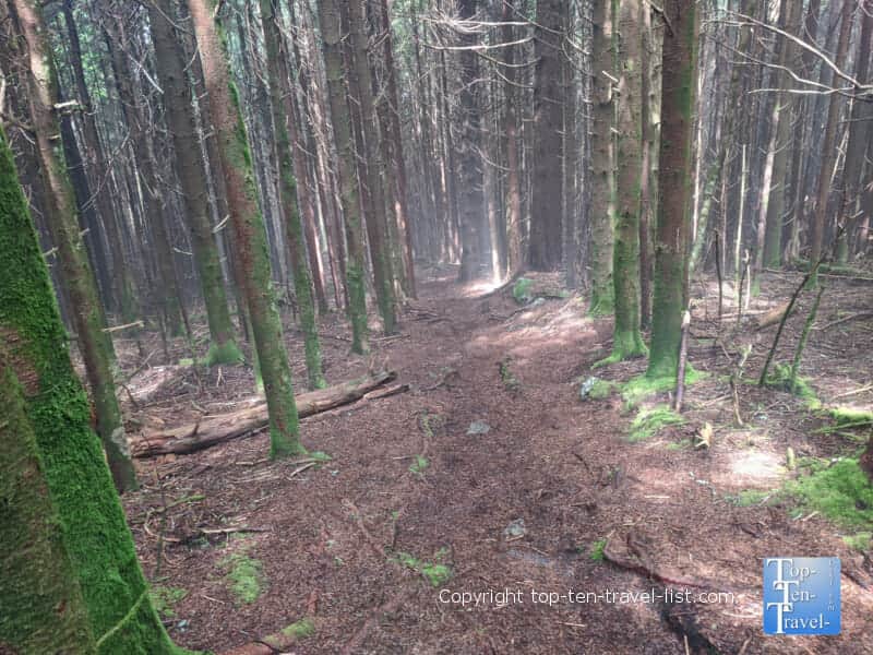 Tall pines lining the Richard Balsam trail on the Blue Ridge Parkway