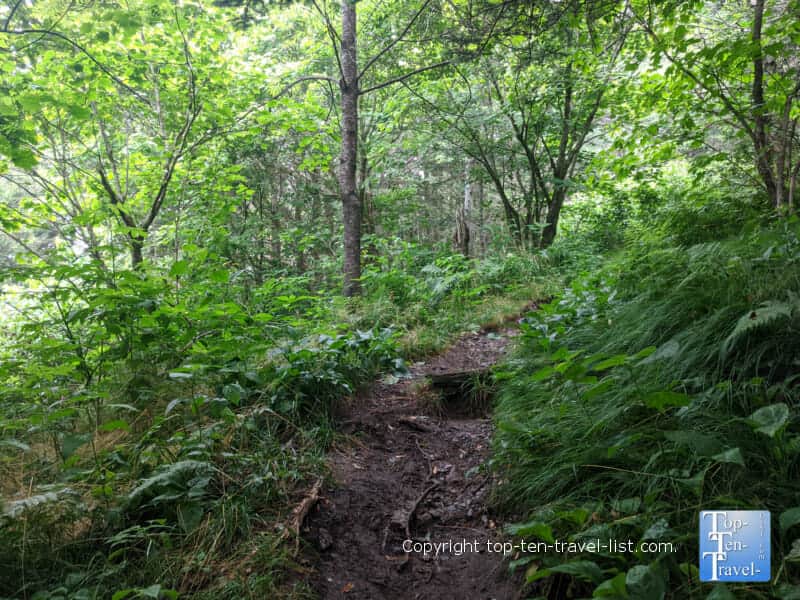 Pretty greenery along the Richard Balsam hike on the Blue Ridge Parkway