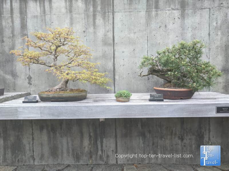 Bonsai exhibit at the North Carolina Arboretum in Western North Carolina 