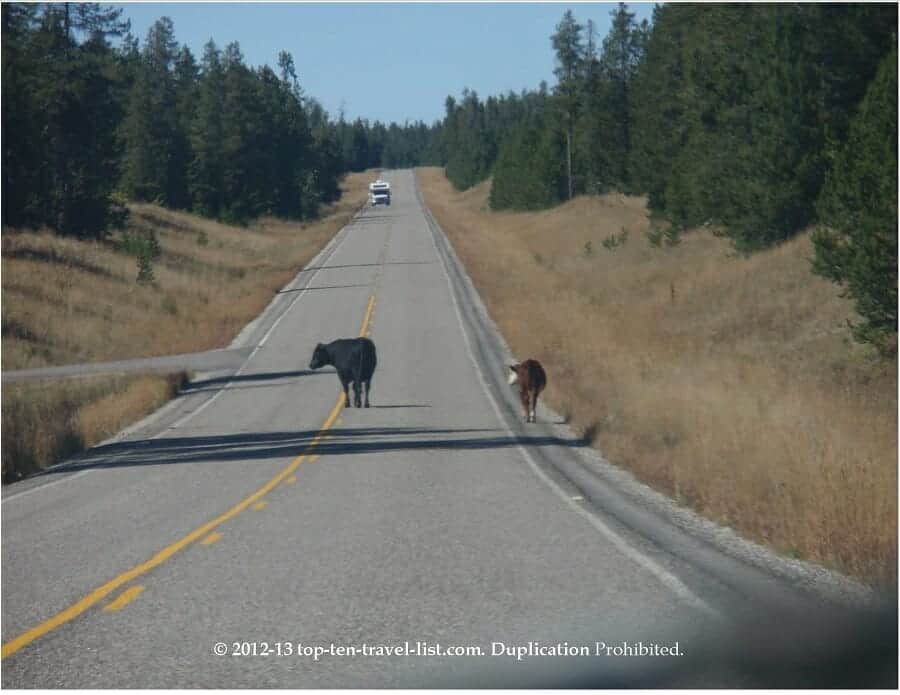 Cows on road Mesa Falls