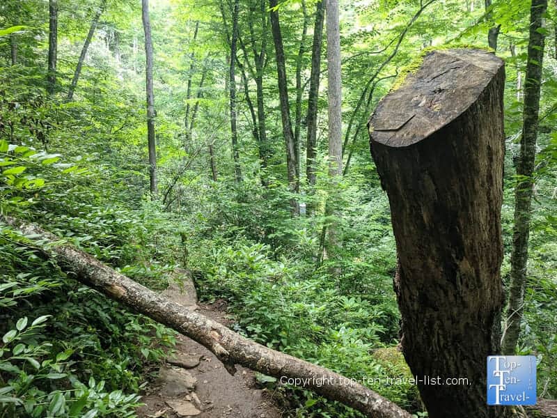 Downed tree along the Courthouse Falls trail in Transylvania County, North Carolina 
