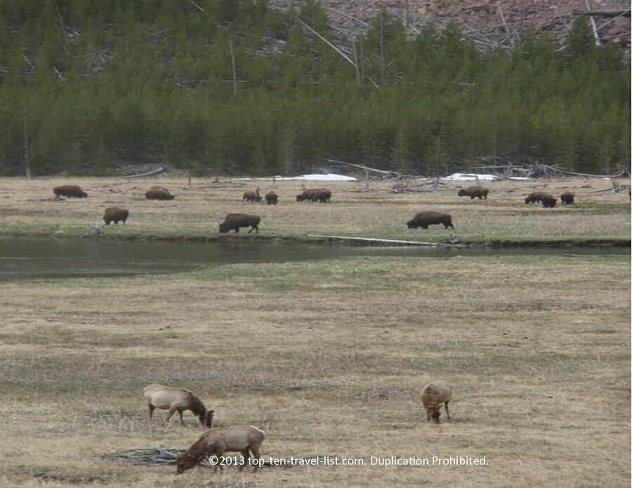 Elk at Yellowstone 