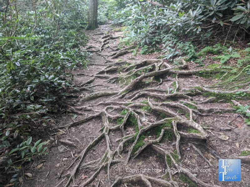 Exposed tree roots along the Roaring Fork waterfall trail in Western North Carolina 