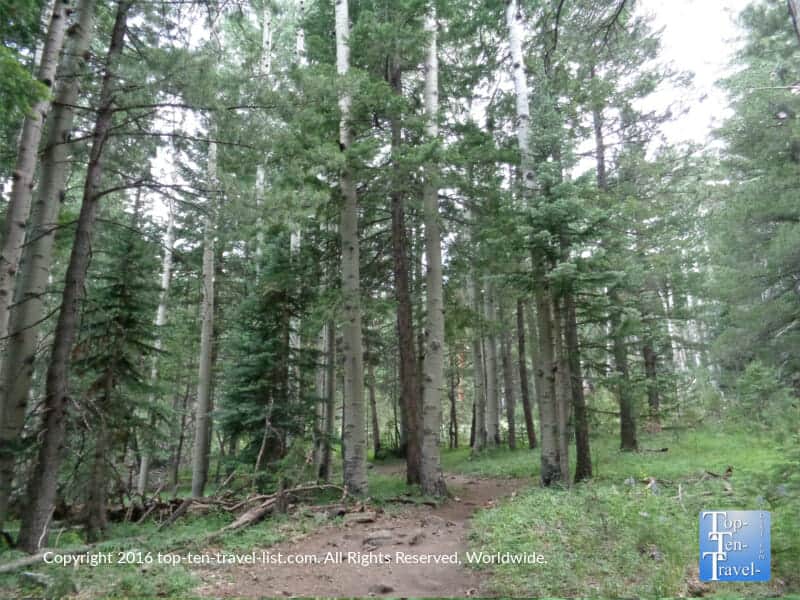 Pines lining the Kachina Trail in Flagstaff