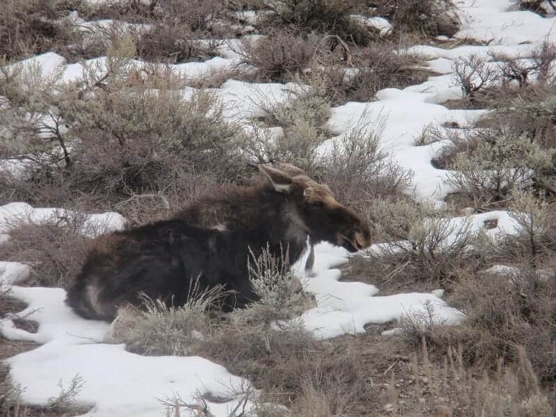 Moose sighting on Gros Ventre Rd. in the Bridger Teton National Forest
