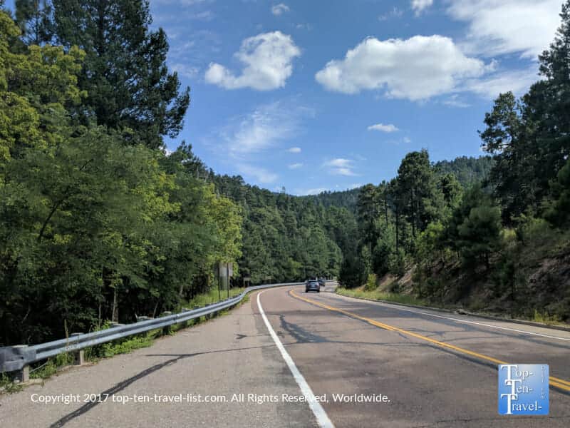 Pine trees lining the Mt. Lemmon Scenic Byway