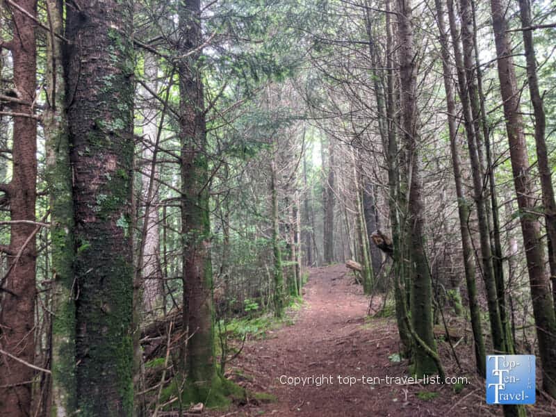 Tall pines lining the Richard Balsam trail along the Blue Ridge Parkway in Western North Carolina 
