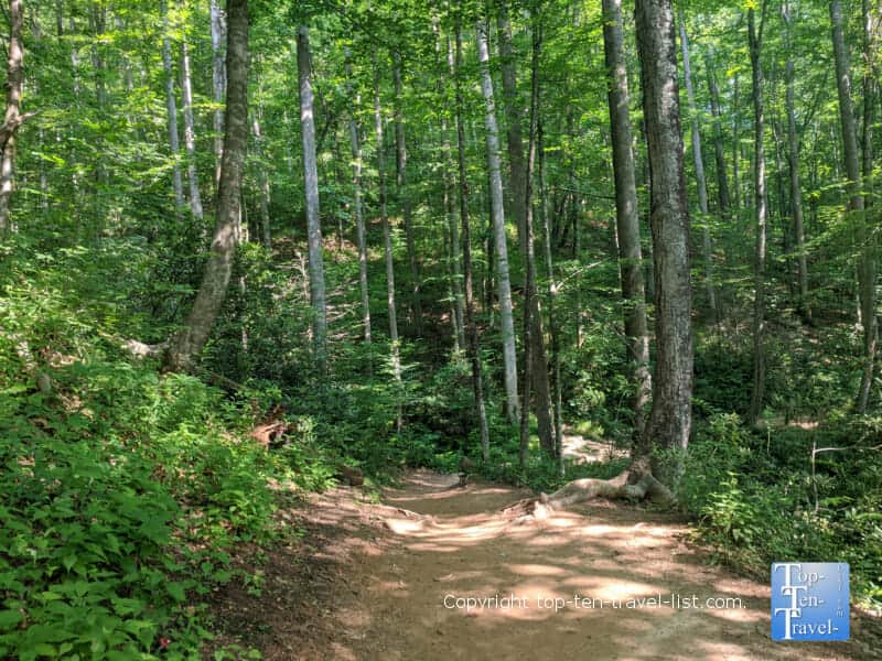Tall trees lining the Moore Cove Falls trail in Transylvania County, North Carolina