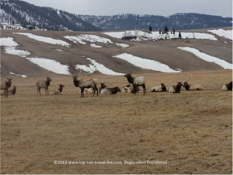 Elk in Jackson Hole