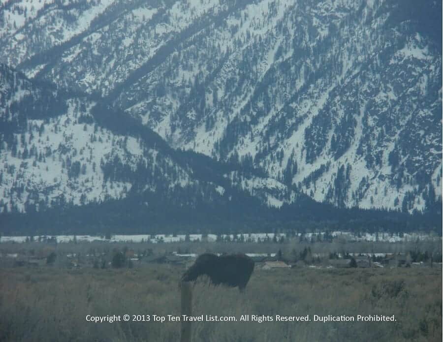 Moose sighting along Gros Ventre Rd near Jackson Hole, Wyoming