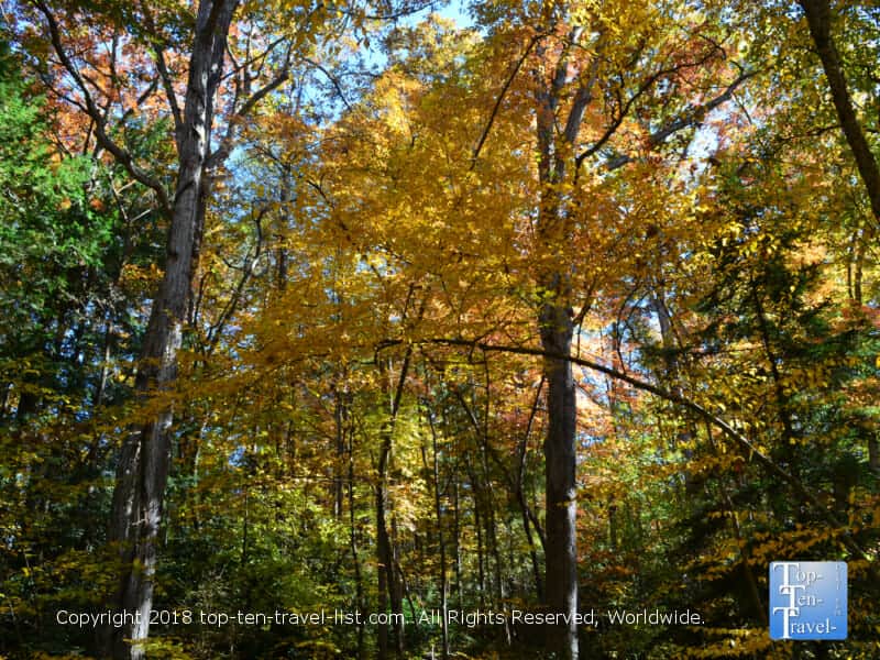 Autumn at the Botanical Garden of Asheville