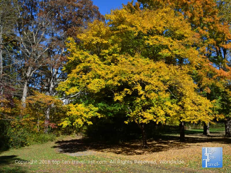 Fall foliage at the Asheville Botanical Gardens 
