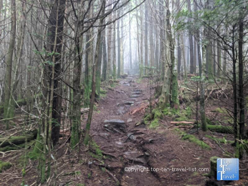 Beautiful hike through the pines on the Richard Balsam trail on the Blue Ridge Parkway in North Carolina 