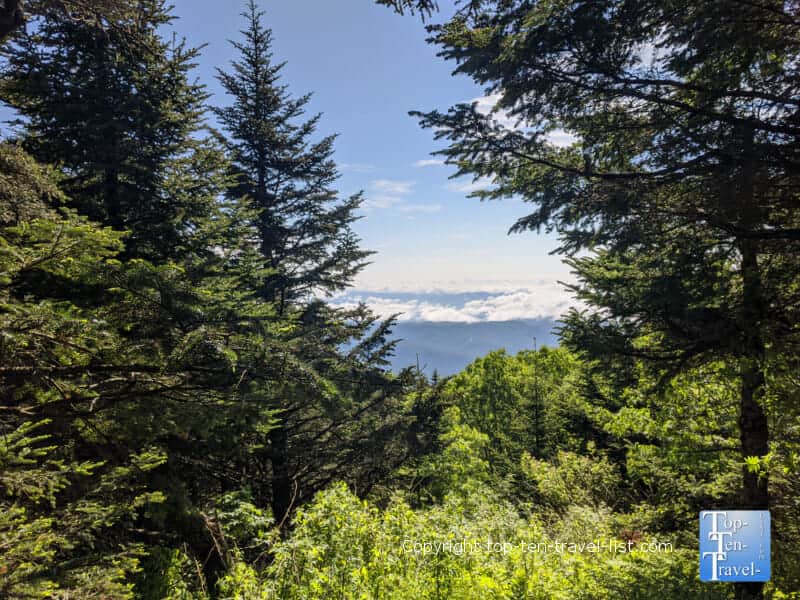 Mountain view along the Balsam nature trail at Mt. Mitchell State Park in Western North Carolina 