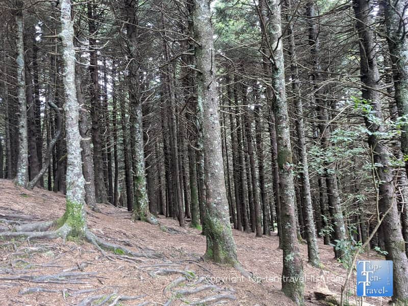 Balsam fir pine forest along the Black Balsam Knob trail in Western North Carolina 