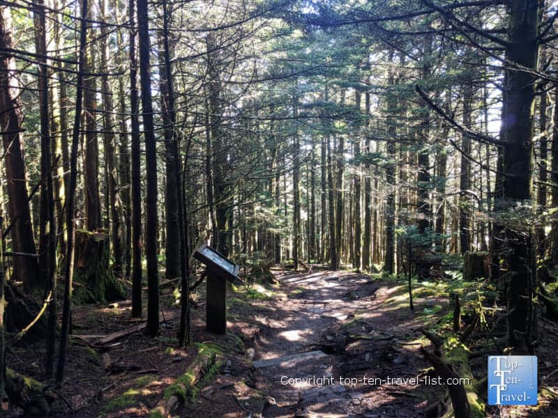 Pine trees lining the Balsam nature trail at Mt. Mitchell State Park in Western North Carolina 