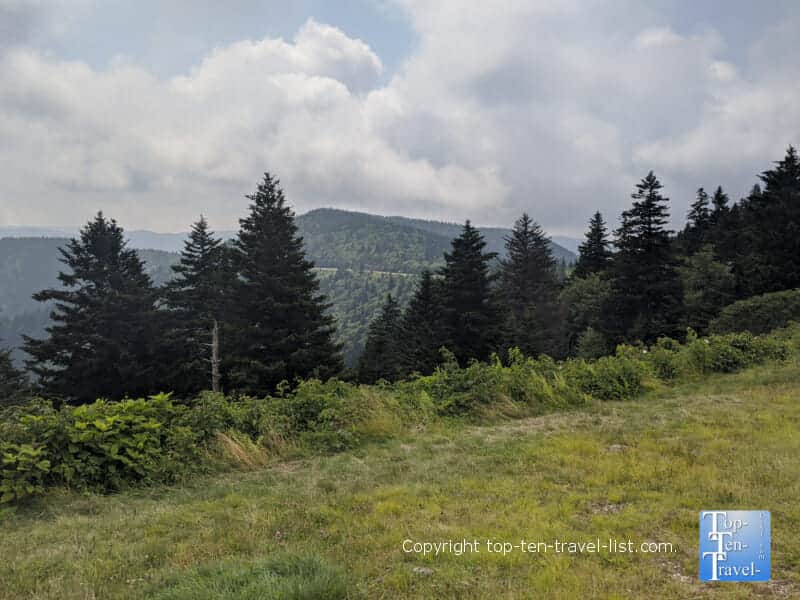 Pretty pines at the Haywood Jackson overlook along the Blue Ridge Parkway