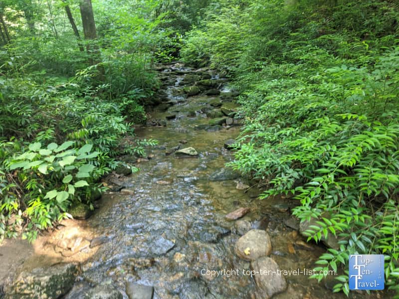 Serene creek views along the Moore Cove Falls trail near Brevard, North Carolina 