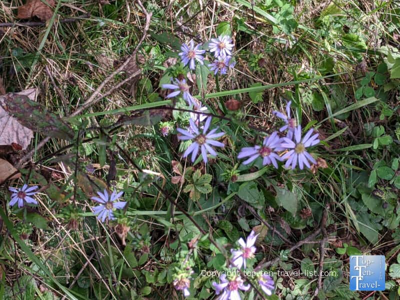 Colorful flowers along the Crabtree Falls trail in Western North Carolina