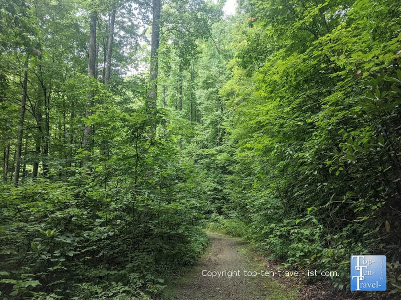 Hike to Log Hollow Falls in Western North Carolina 