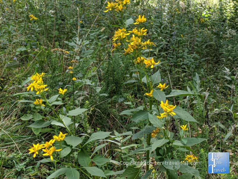 Wildflowers along the Crabtree Falls trail in Western North Carolina