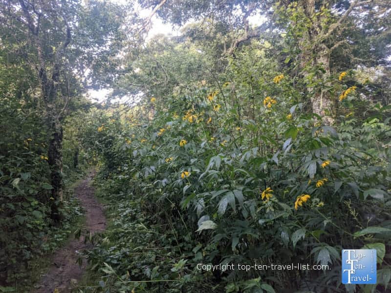Wildflowers along the Mountains to Sea trail in Western North Carolina 