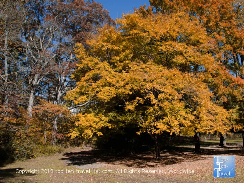 Autumn at the Asheville Botanical Gardens 