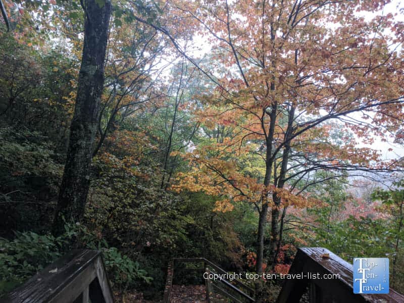 Bright orange foliage along the Graveyard Fields trail along the Blue Ridge Parkway