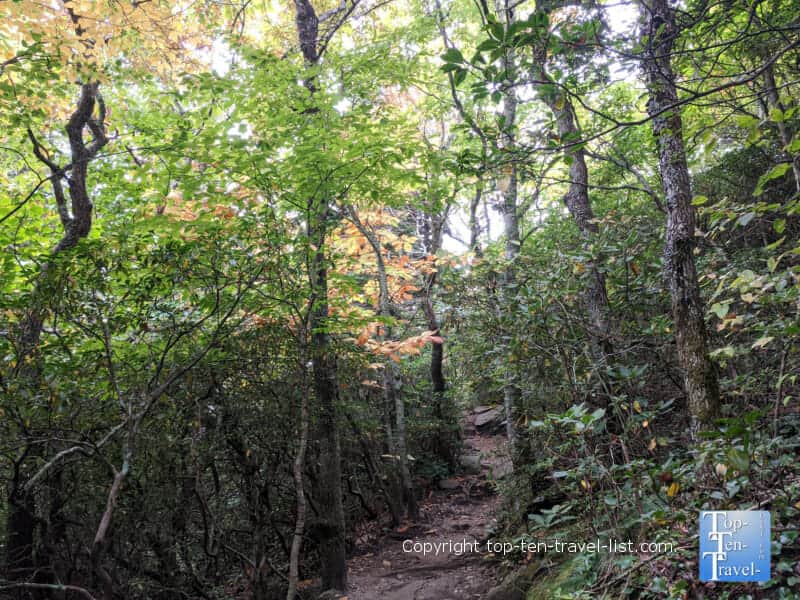 Tree-lined Rough Ridge hike on the Blue Ridge Parkway in Western North Carolina