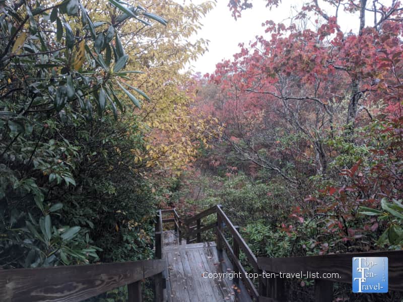 Beautiful fall foliage along the Graveyard Fields trail on the Blue Ridge Parkway in Western North Carolina