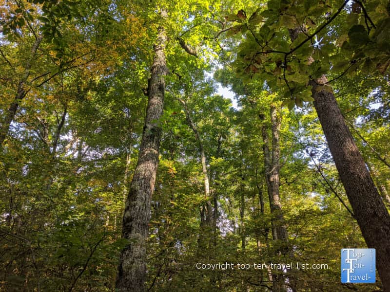 Hint of fall foliage along the Flat Rock hiking trail on the Blue Ridge Parkway in North Carolina