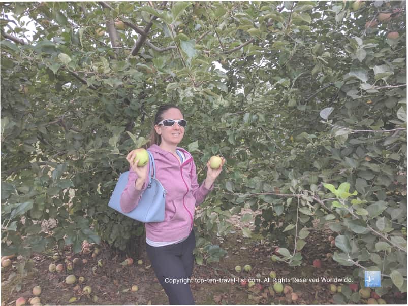 Picking apples at Sky Top Orchard in Hendersonville 