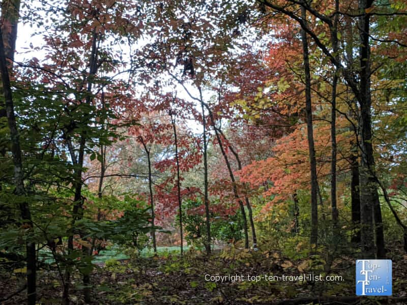 Bright red and orange foliage at the North Carolina Arboretum in Asheville 