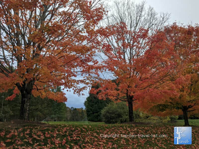 Brilliant orange fall foliage at the North Carolina Arboretum in Asheville, North Carolina 