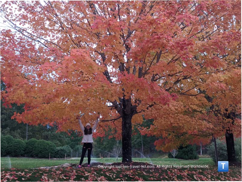 Fall colors at the North carolina Arboretum