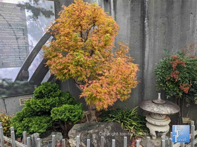 Fall colors Bonsai Garden at the North Carolina Arboretum in Asheville, North Carolina 