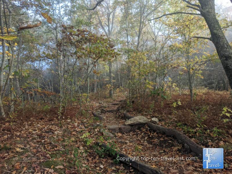 Pretty golden fall foliage on the Mount Pisgah trail on the Blue Ridge Parkway in North Carolina