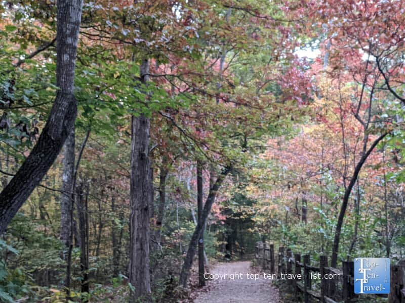 Fall foliage lining the Natural Gardens trail at the North Carolina Arboretum in Asheville, North Carolina 