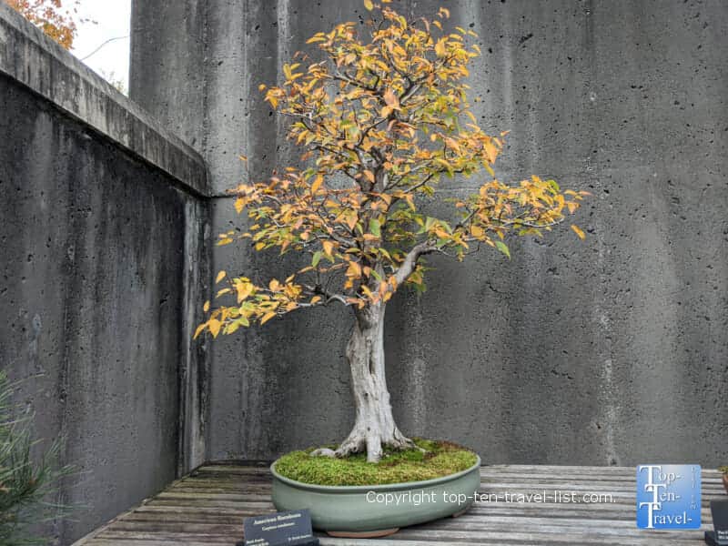 Fall colors Bonsai Garden at the North Carolina Arboretum in Asheville, North Carolina 