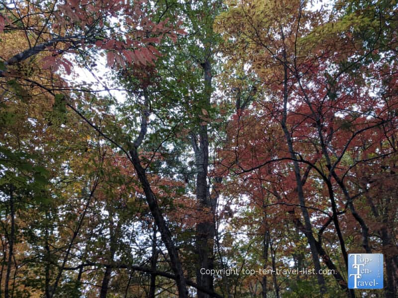 Gorgeous fall foliage at the North Carolina Arboretum in Asheville 
